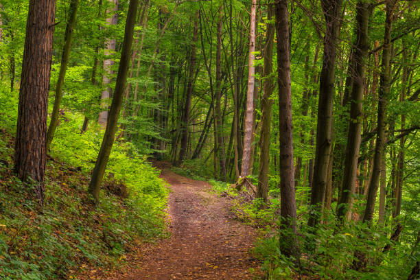 istock a footpath in a deciduous forest on a summer day 1028504238