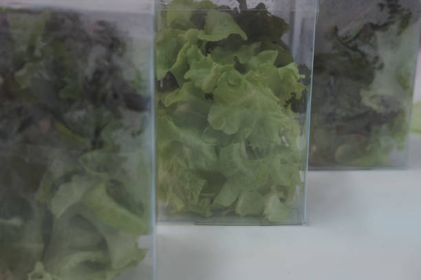 istock ready to eat vegetable salad in plastic box. organic lettuce 1028504560