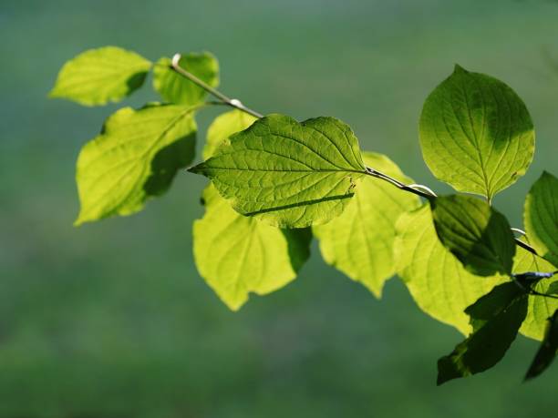istock twig with green leafes, backlit by sun 1028507592