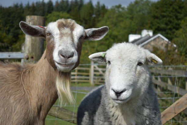 羊とヤギのカメラを見つめて - herdwick sheep ストックフォトと画像