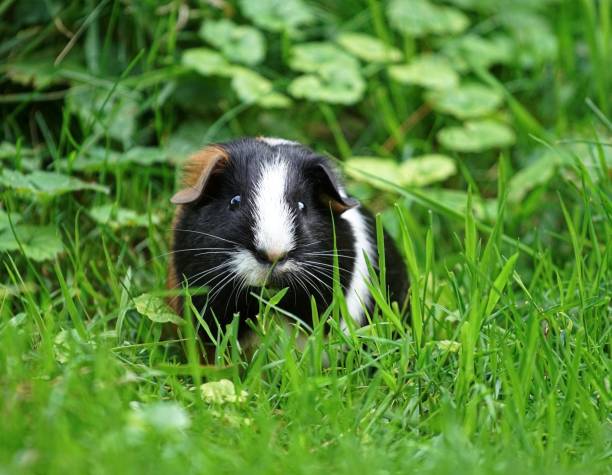 three colored guinea pig, feeding in the grass and watching, blurred background