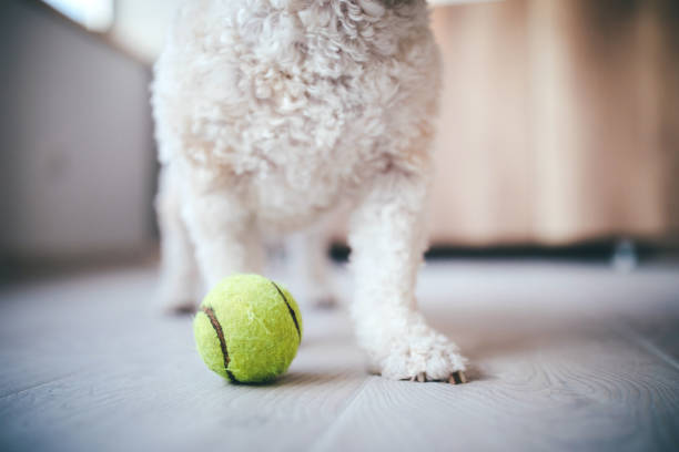 istock Obedient Puppy waiting to Play With Ball 1028515656