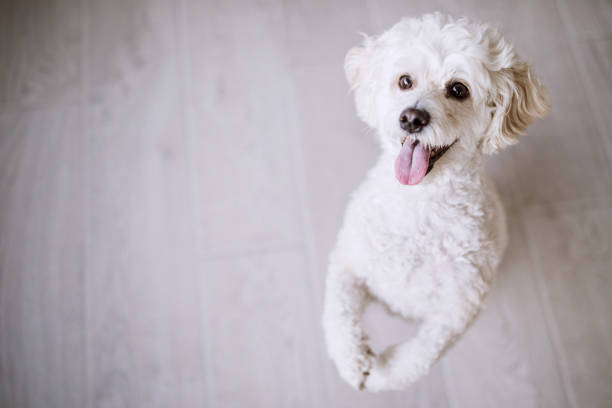 Begging for ball White poodle at home poodle stock pictures, royalty-free photos & images