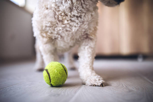 istock Obedient Puppy waiting to Play With Ball 1028515790