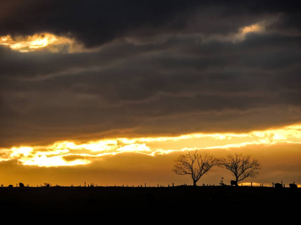 istock Sunset with Cows and Trees on the Hills 1028521084