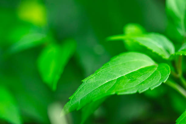 istock Abstract green background of freshness 1028521114