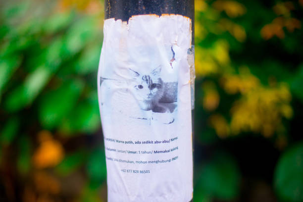 A Missing Cat Paper on the pole in Jakarta, Indonesia. Jakarta is the biggest and main city in Indonesian islands.