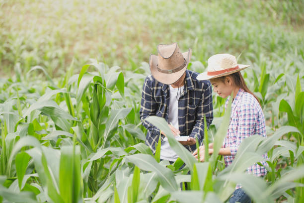 istock Farmer and researcher analysing corn plant 1028523798