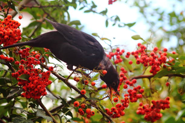 Blackbird picking red rowan berries. Thrush or common blackbird seating on fragile twig of ash tree and eating red rowan berries against light grey sky in german garden. Bright colored fall image. common blackbird turdus merula stock pictures, royalty-free photos & images