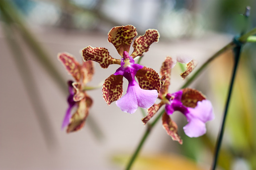 leopard orchid on a garden.