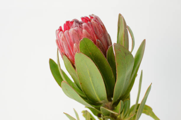 istock Red protea flower bunch on a white isolated background 1028534538