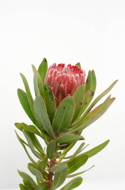 istock Red protea flower bunch on a white isolated background 1028534544