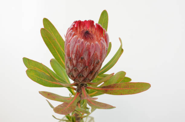 istock Red protea flower bunch on a white isolated background 1028534620