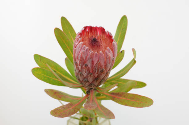 istock Red protea flower bunch on a white isolated background 1028534622