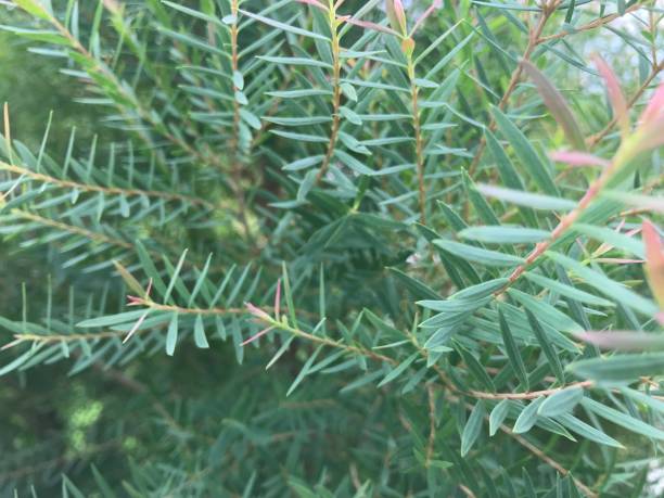 полный кадр общей можжевельника сосны в саду - bush isolated tree cypress tree стоковые фото и изображения