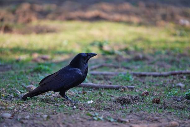 istock Black raven, sitting on the ground, watching 1028540376