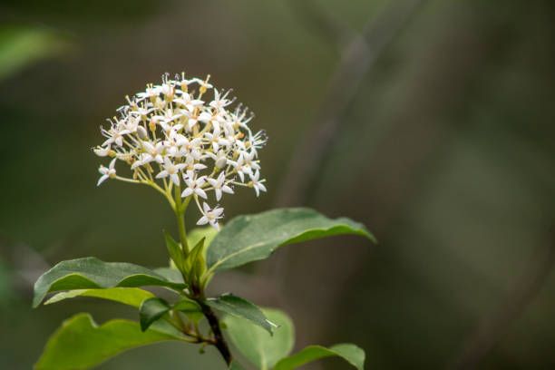 istock Swamp Dogwood in Light 1028542714