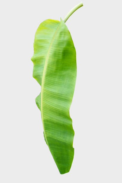 istock banana leaf.Isolated on white background with clipping path. 1028559678