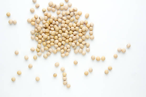 one soya bean seed isolated on white background. this is studio shot taken with DSLR camera and macro lens, with bounced flash light coming from left side.
