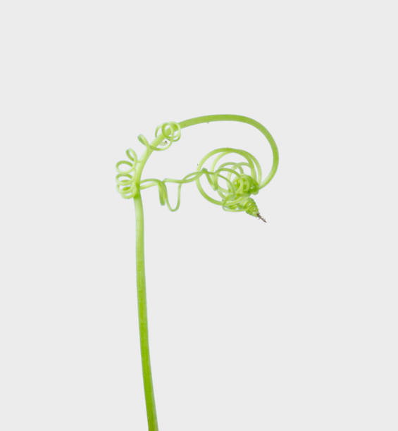 istock Green ivy plant  isolated on gray background, clipping path 1028559734