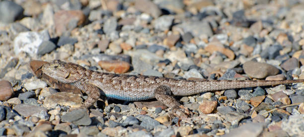 istock western fence lizard, Sceloporus occidentalis 1028560046