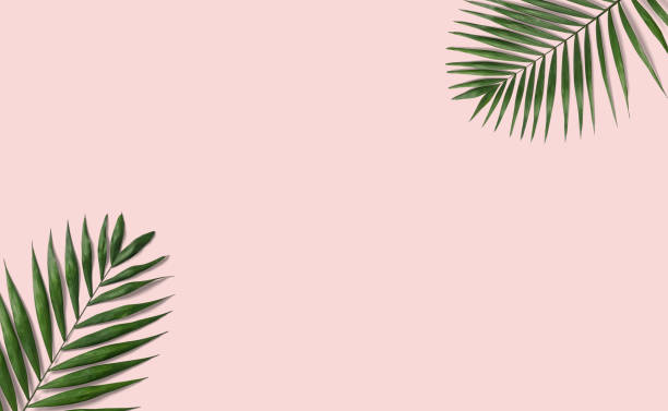 istock Tropical palm leaves on pink background 1028562162