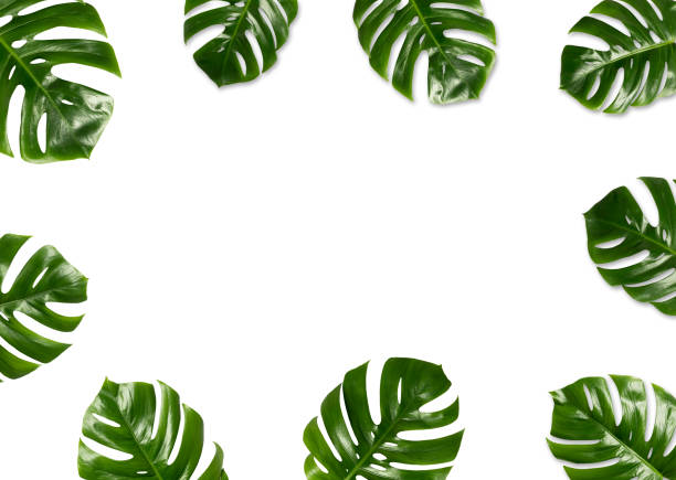 istock Tropical leaves Monstera on white background 1028562174