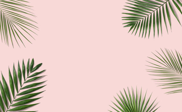 istock Tropical palm leaves on pink background 1028562182