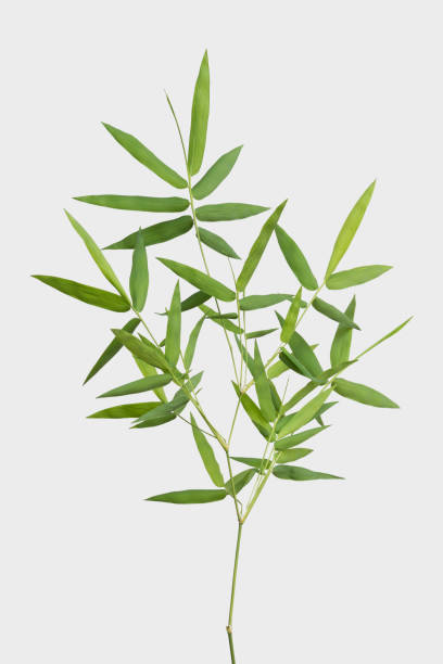 istock bamboo isolated on gray background with clipping path 1028562412