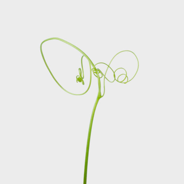 istock Green ivy plant  isolated on gray background, clipping path 1028562464