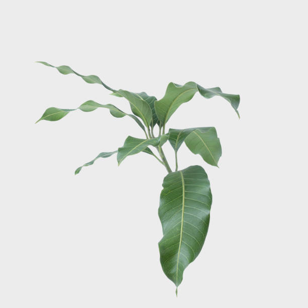istock Green leaves of mango  isolated on gray background, clipping path 1028562504