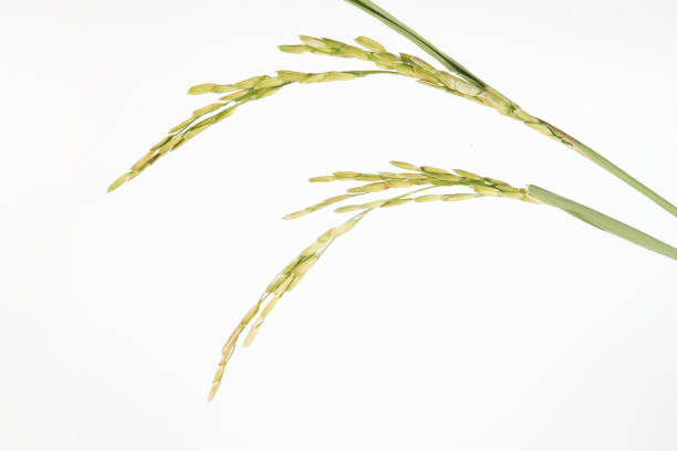 Green Ear of rice grow from leaf isolated white background, close up