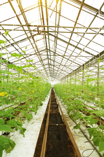 istock Growing cucumbers in a greenhouse. 1028582932