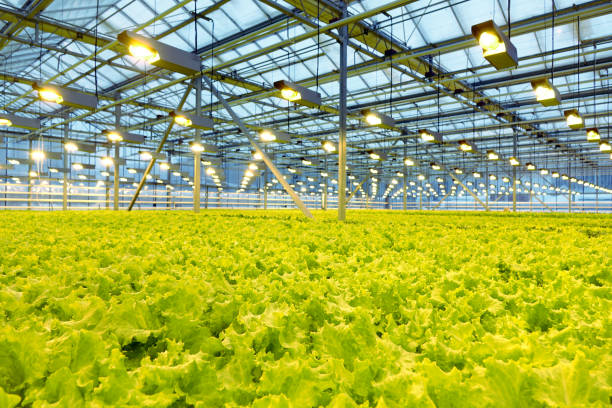 istock Growing cucumbers in a greenhouse. 1028583198