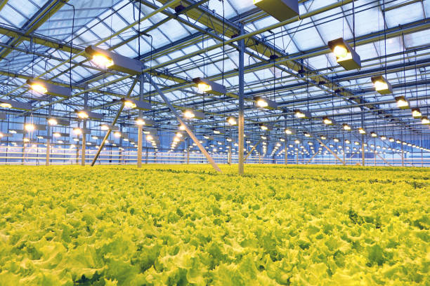 istock Growing cucumbers in a greenhouse. 1028583204