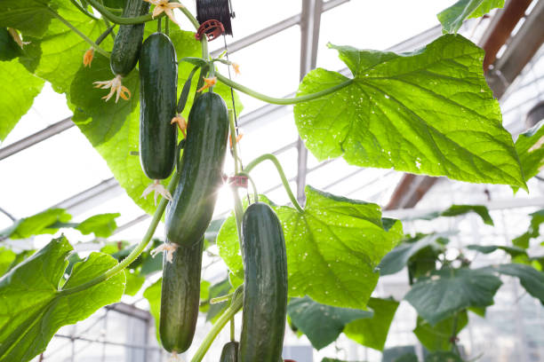 Cucumbers hanging on the vine stock photo