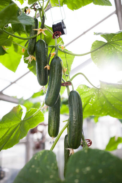 istock Cucumbers hanging on the vine 1028583214