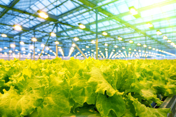 istock Growing cucumbers in a greenhouse. 1028583254