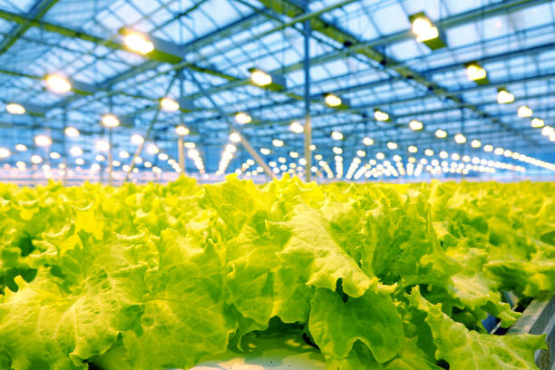 istock Growing cucumbers in a greenhouse. 1028583266
