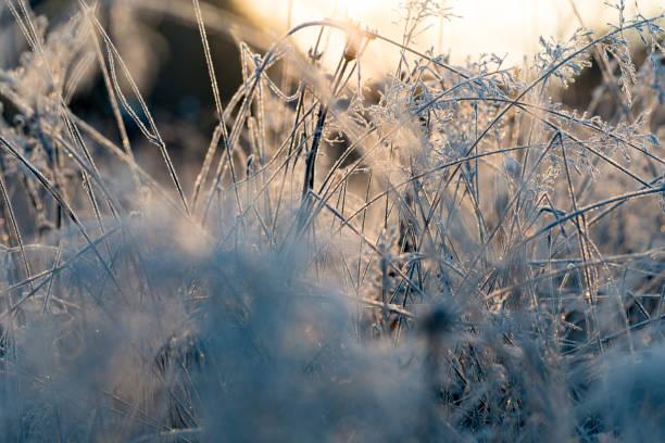 istock The first frost in the mountain forest 1028583278