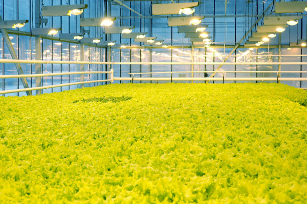 istock Growing cucumbers in a greenhouse. 1028583376