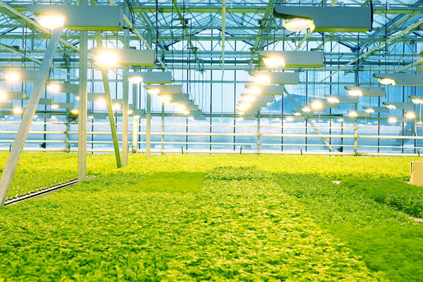 istock Growing cucumbers in a greenhouse. 1028583430