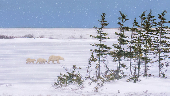 A snowy scene in northern Canada, with snow falling and blowing against thin trees and three polar bears walking from left to right through the snow. The sky is a cold blue.