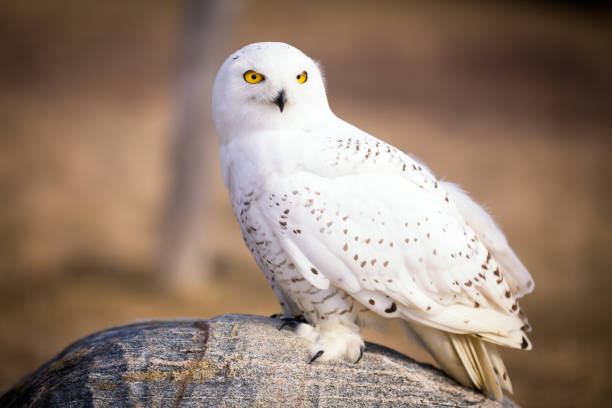 schnee-eule - owl snowy owl snow isolated stock-fotos und bilder