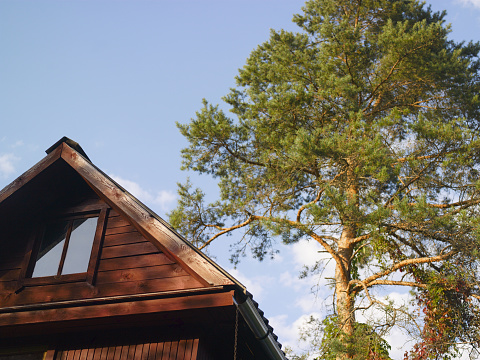 Top of old wooden house with a pine tree in the background