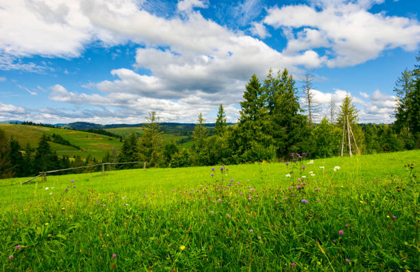 istock beautiful grassy meadow in summer 1028596534
