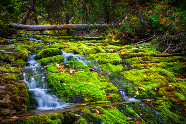 Waterfall over mossy rocks Cascading waterfall over green moss covered rocks in Forillon National Park, Gaspe peninsula, Quebec, Canada. forillon national park stock pictures, royalty-free photos & images