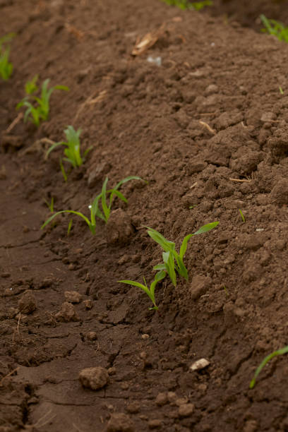 istock Rows Corn of Crops Growing in a field 1028606704