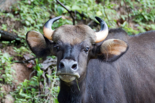 istock Animal : adult male Gaur (Bos gaurus) 1028610000