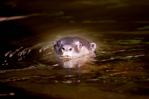 istock Animal : adult Smooth-coated otter (Lutrogale perspicillata) 1028610008
